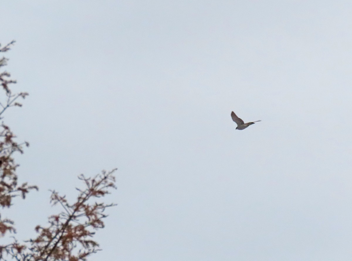 Azor Norteamericano - ML646942076