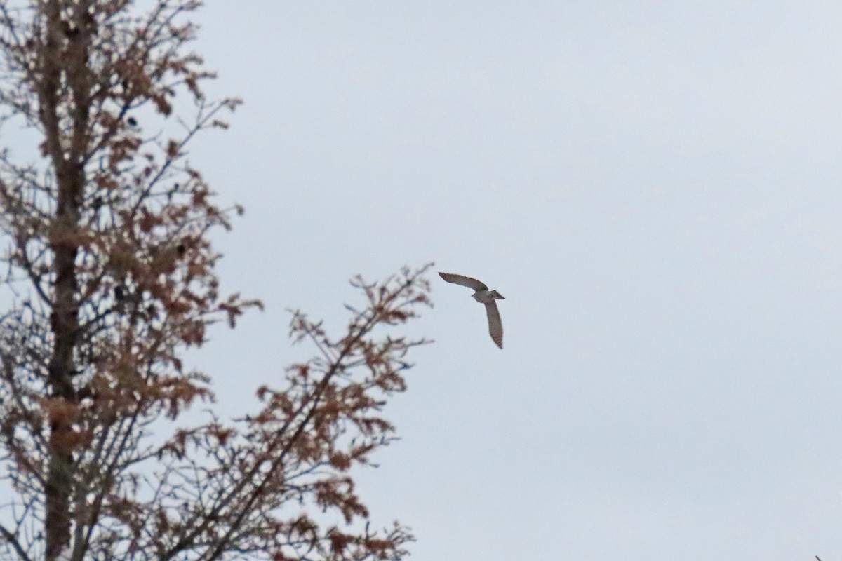 Azor Norteamericano - ML646942077