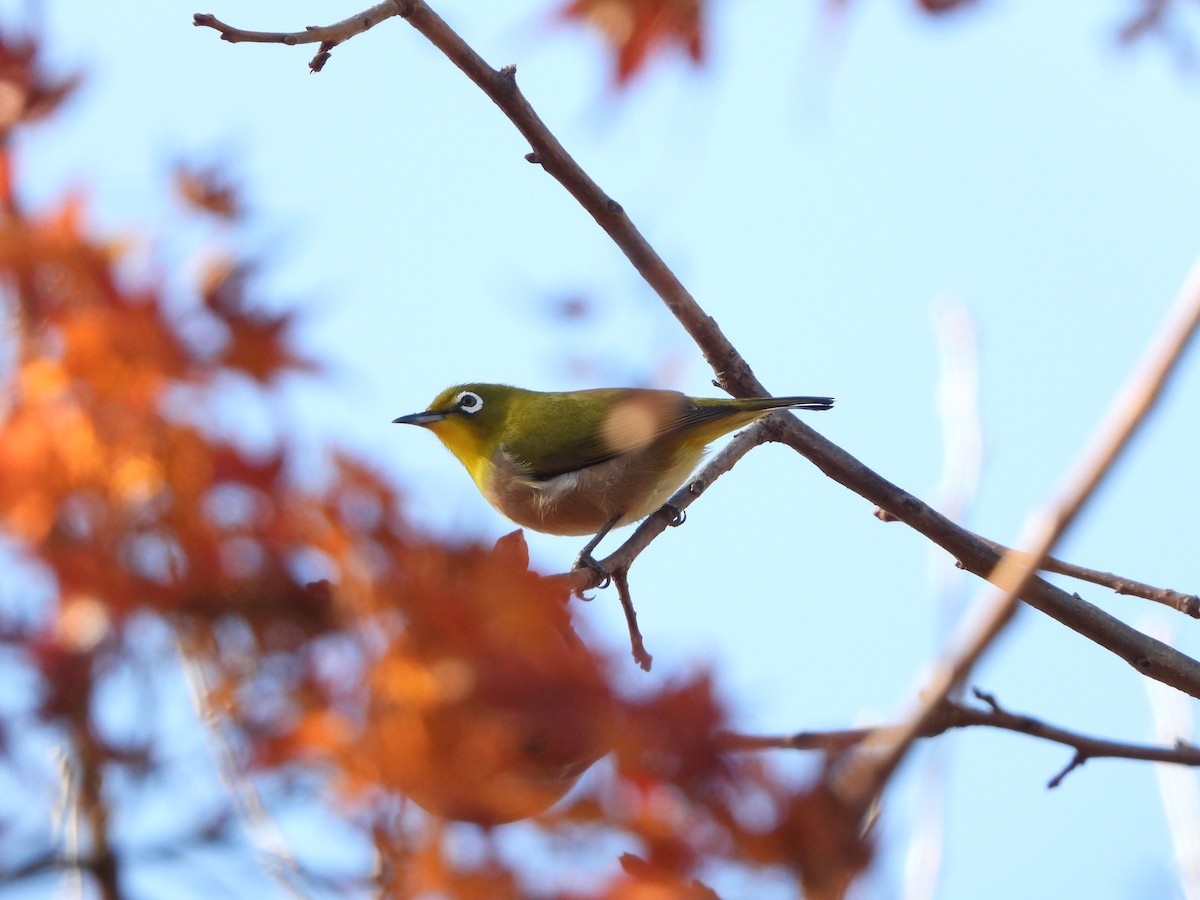 hagebrillefugl - ML646942080