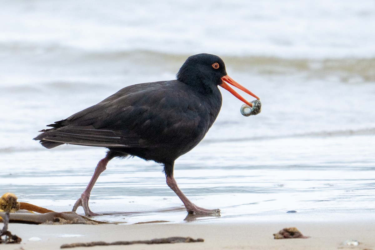 Sooty Oystercatcher - ML646942084