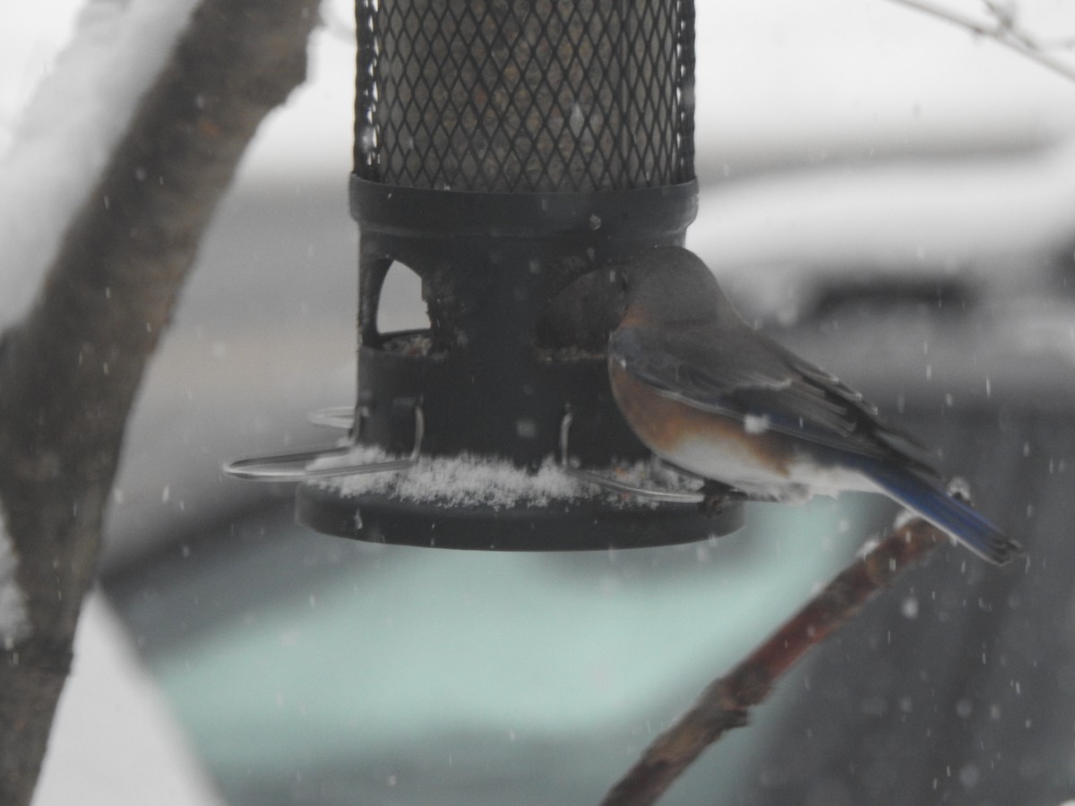 Eastern Bluebird - ML646942085