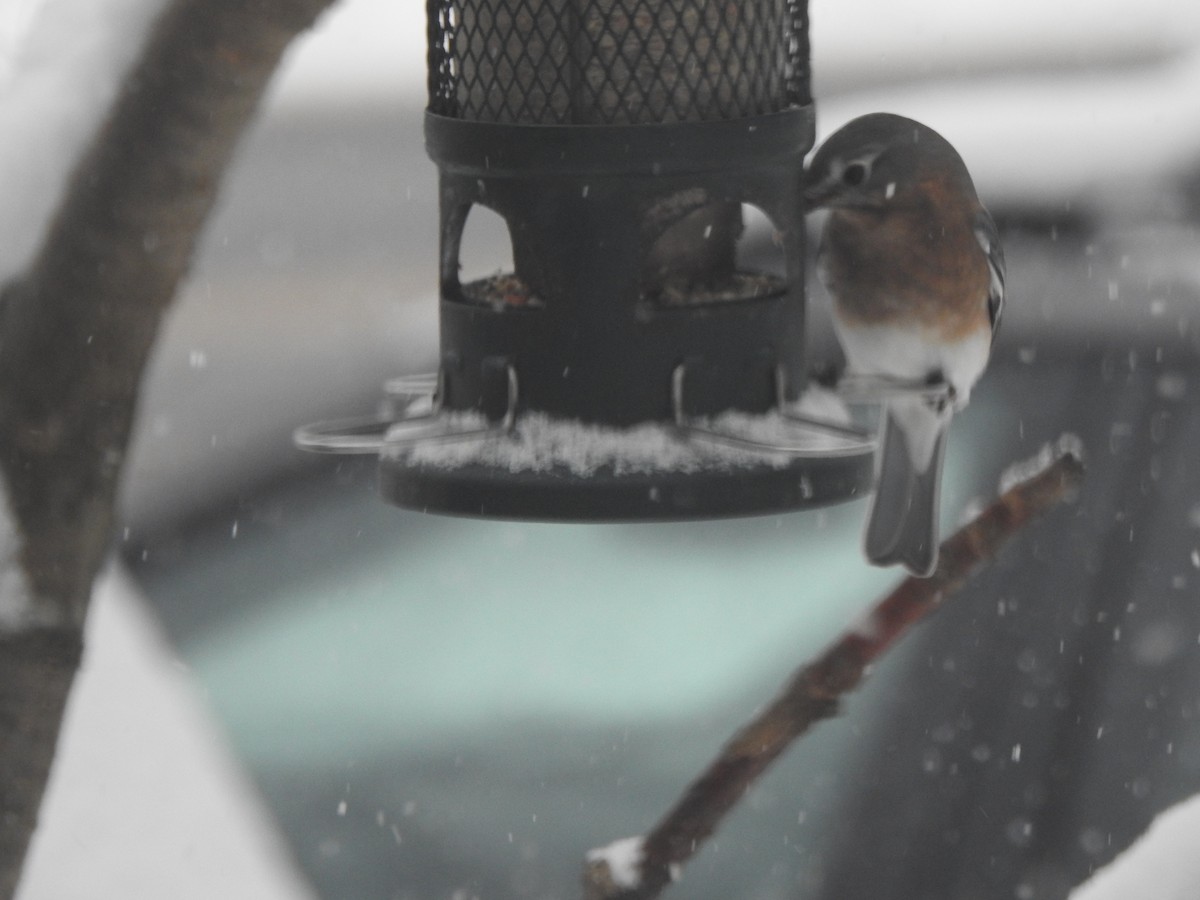 Eastern Bluebird - ML646942086