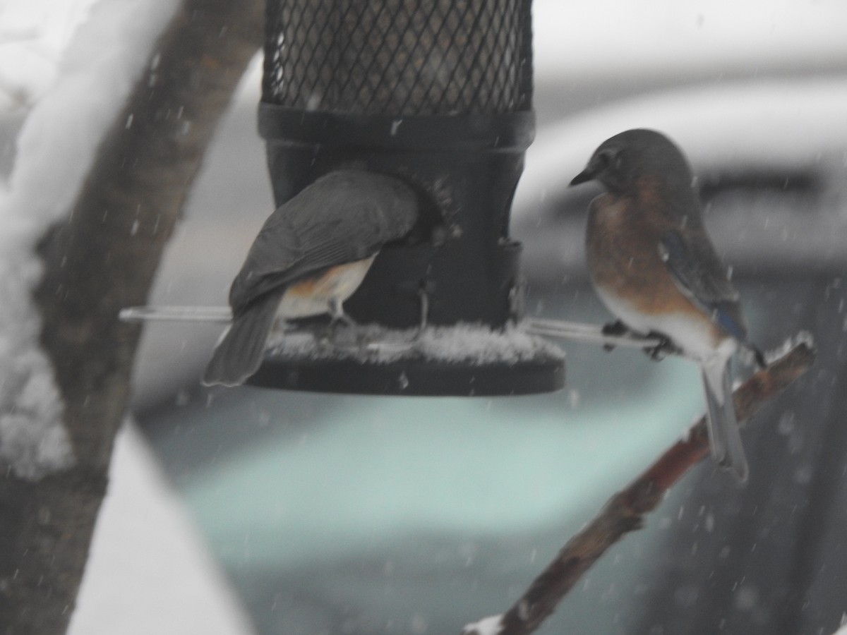 Eastern Bluebird - ML646942087