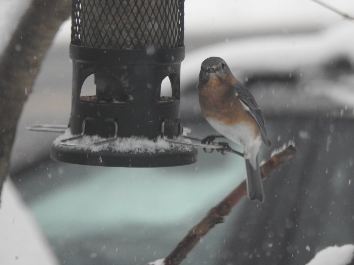 Eastern Bluebird - ML646942088