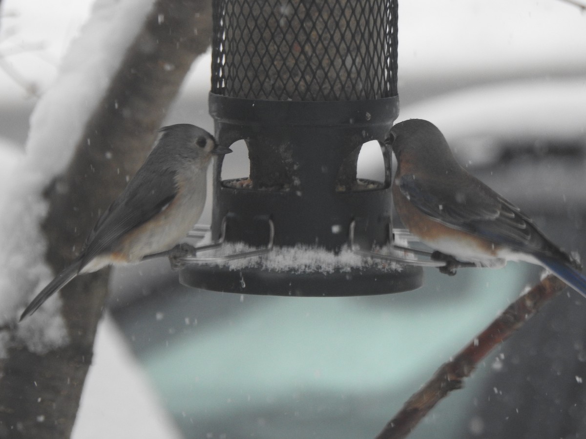 Eastern Bluebird - ML646942089