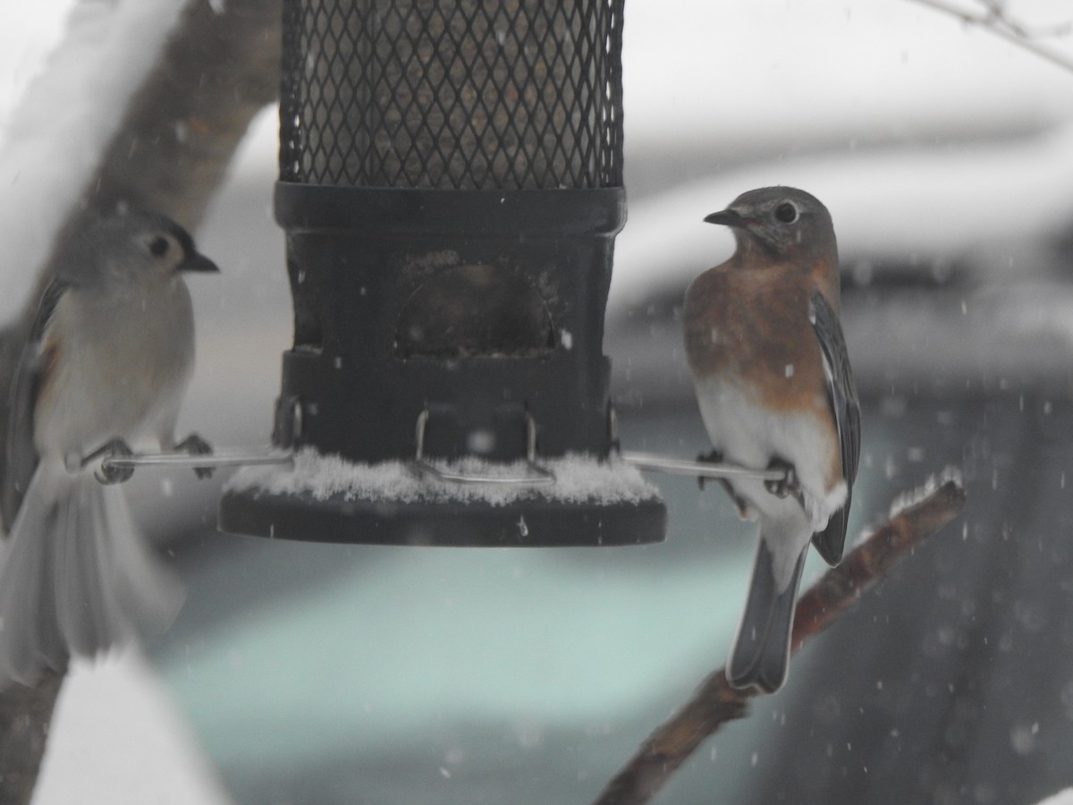 Eastern Bluebird - ML646942090