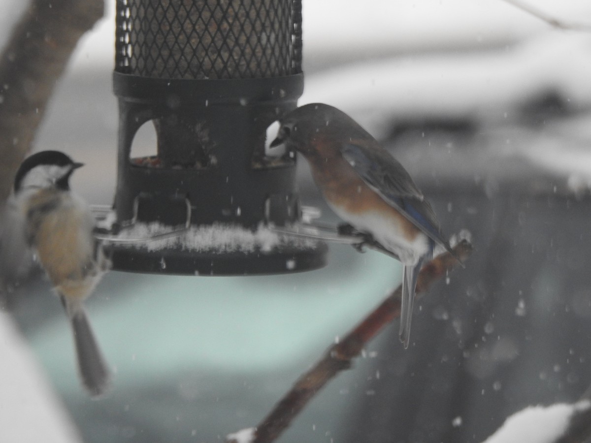 Eastern Bluebird - ML646942091