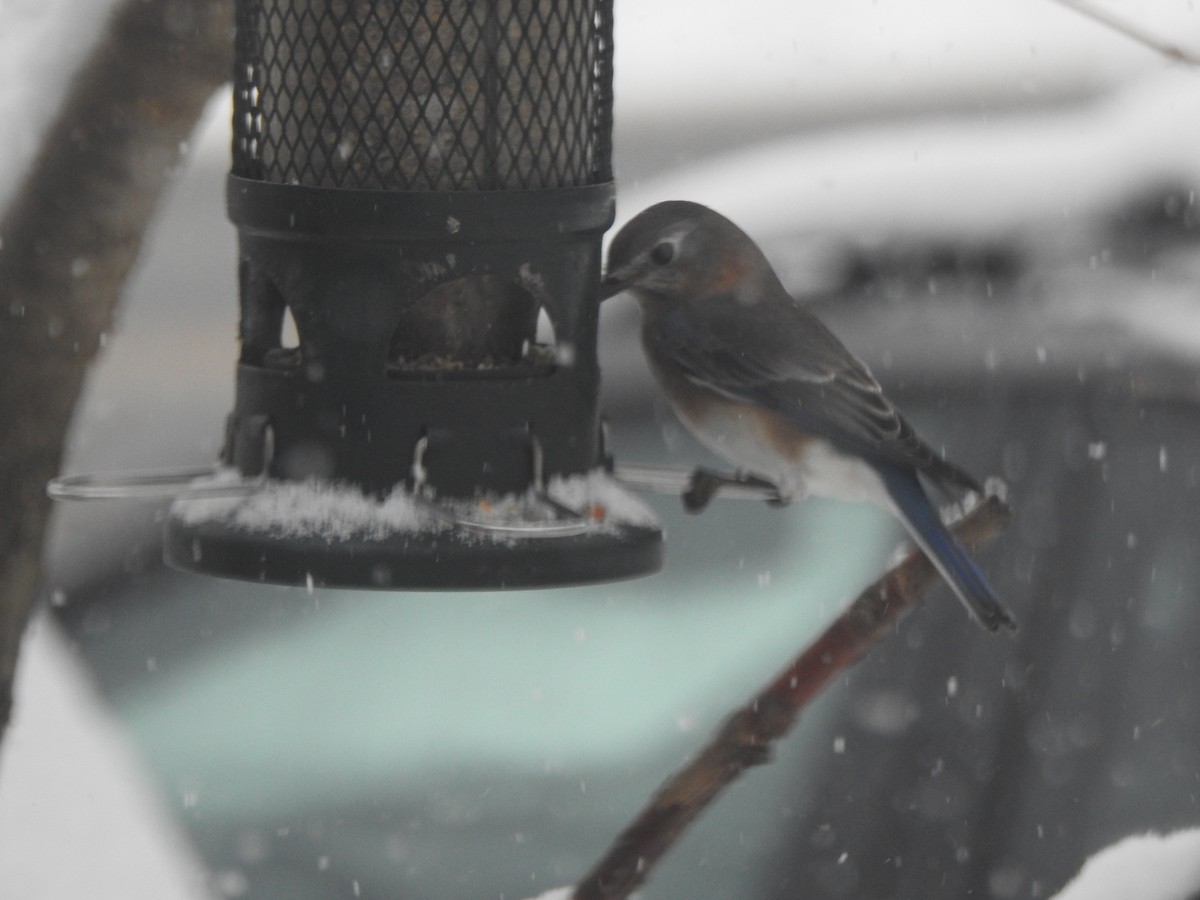 Eastern Bluebird - ML646942092