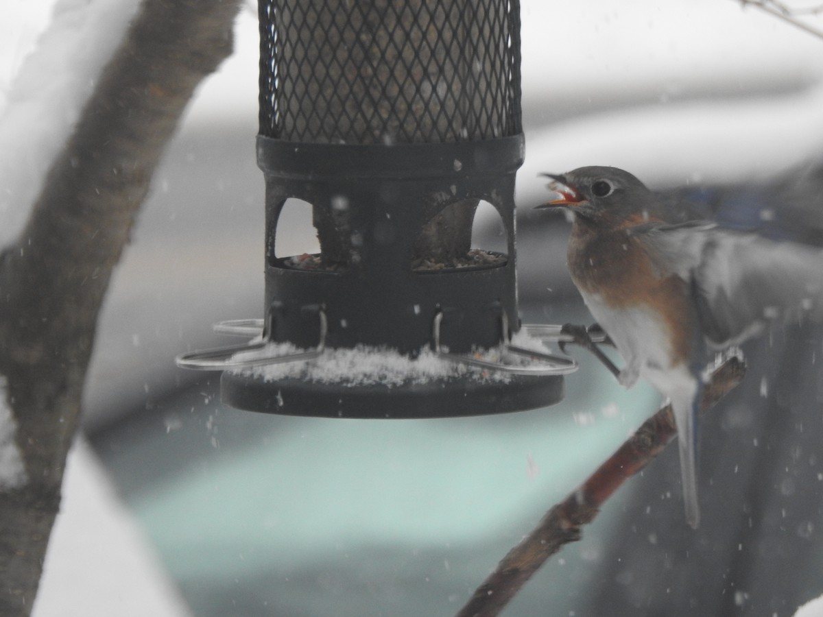 Eastern Bluebird - ML646942093