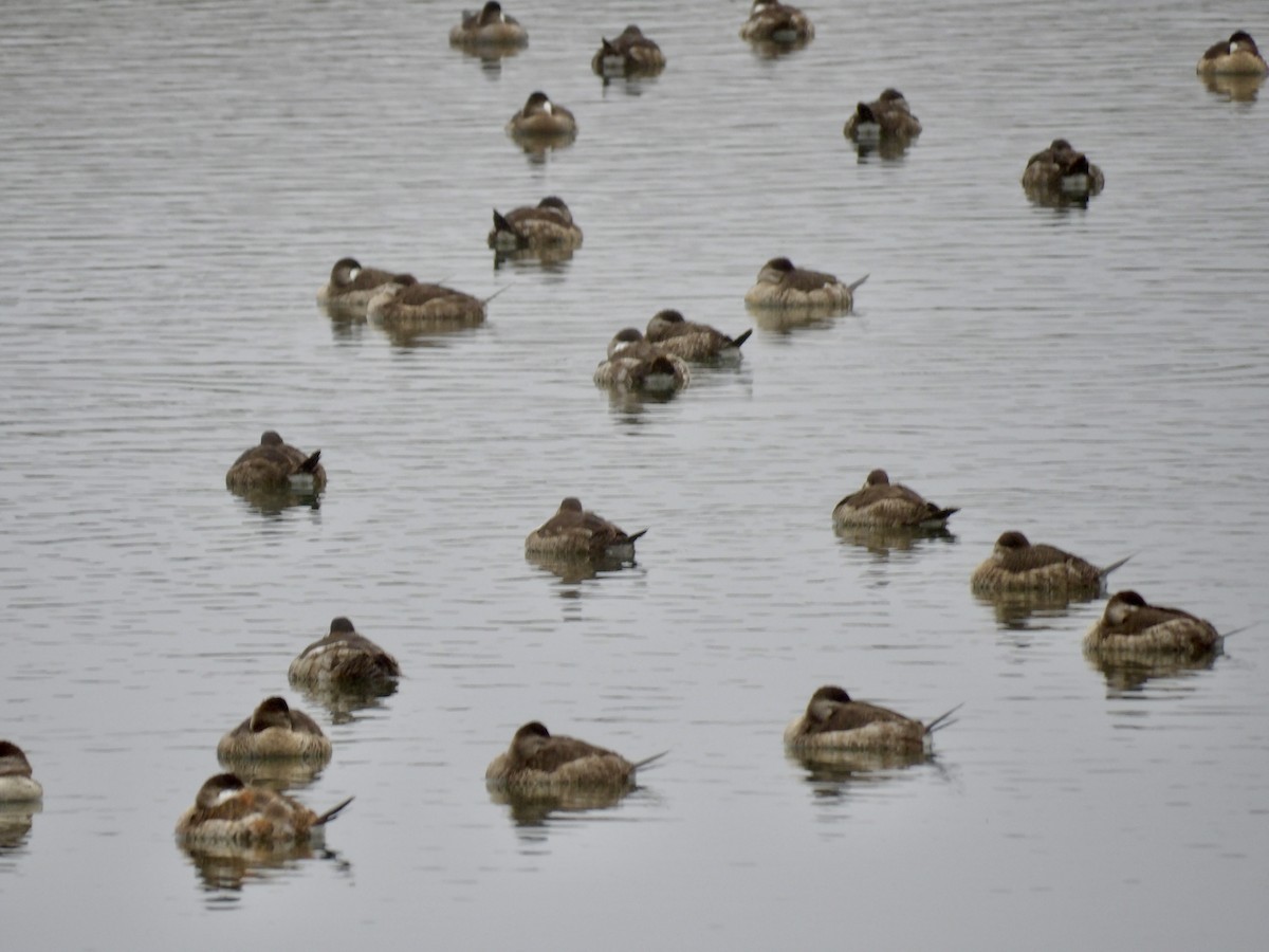 Ruddy Duck - ML646942095