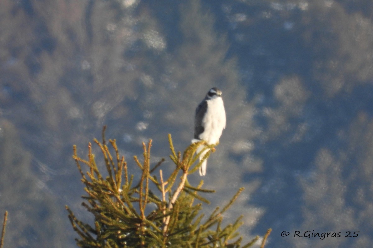 American Goshawk - ML646942096