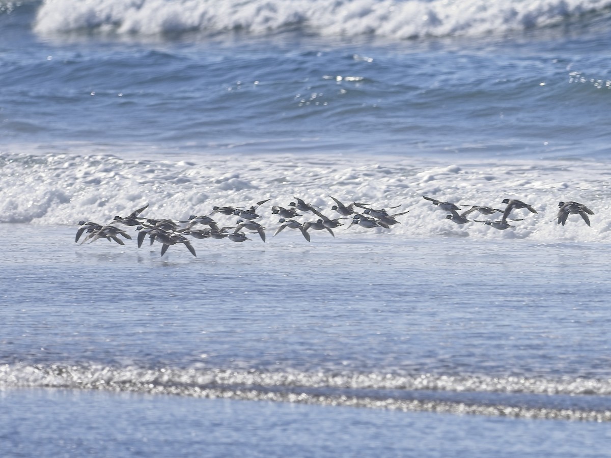 Bufflehead - ML646942097