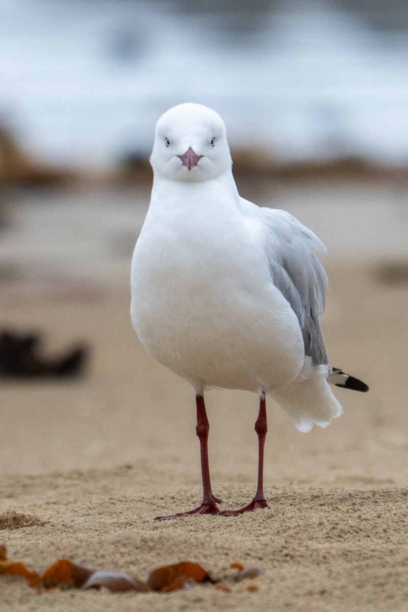 Silver Gull - ML646942099