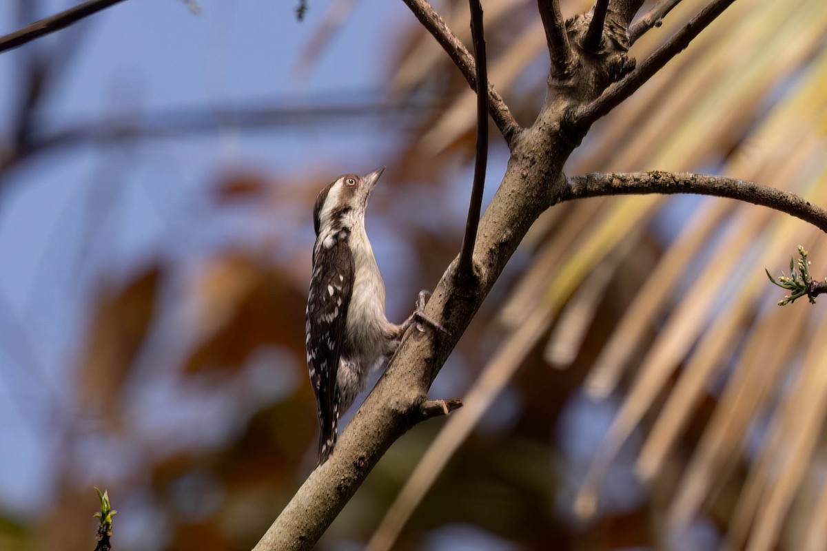 Brown-capped Pygmy Woodpecker - ML646942101