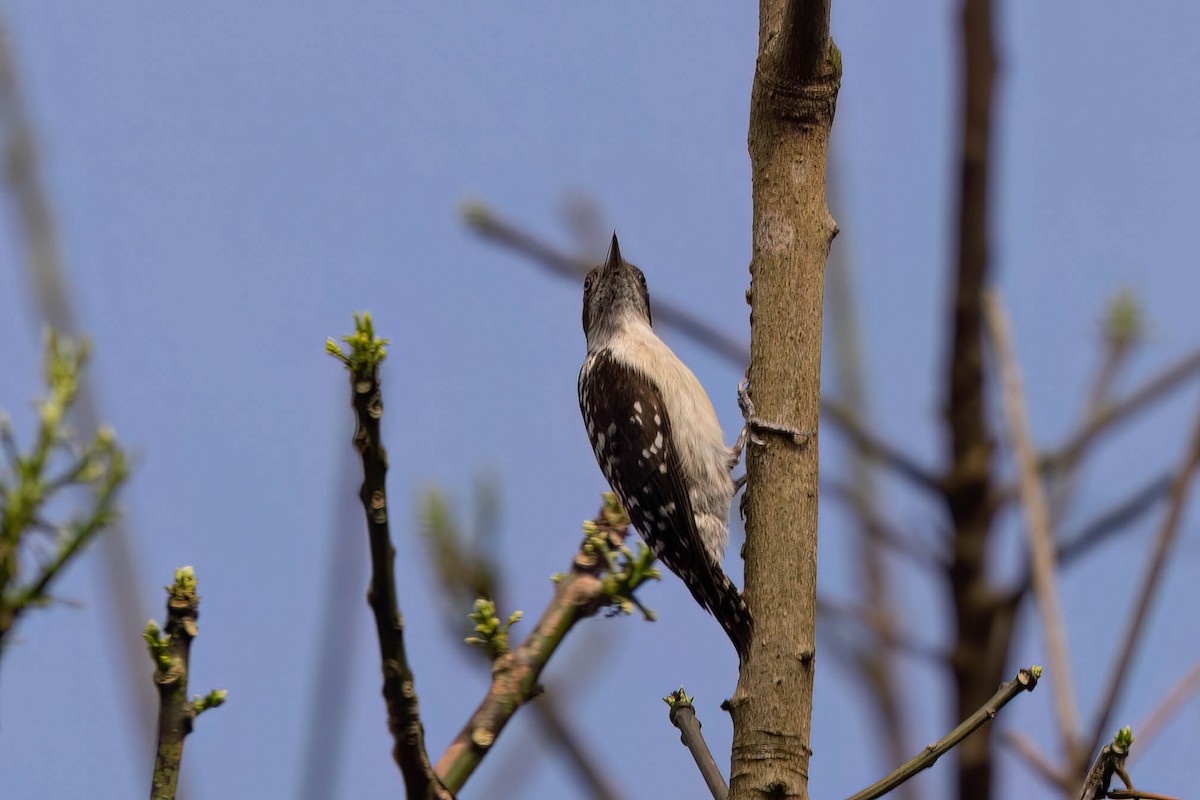 Brown-capped Pygmy Woodpecker - ML646942102
