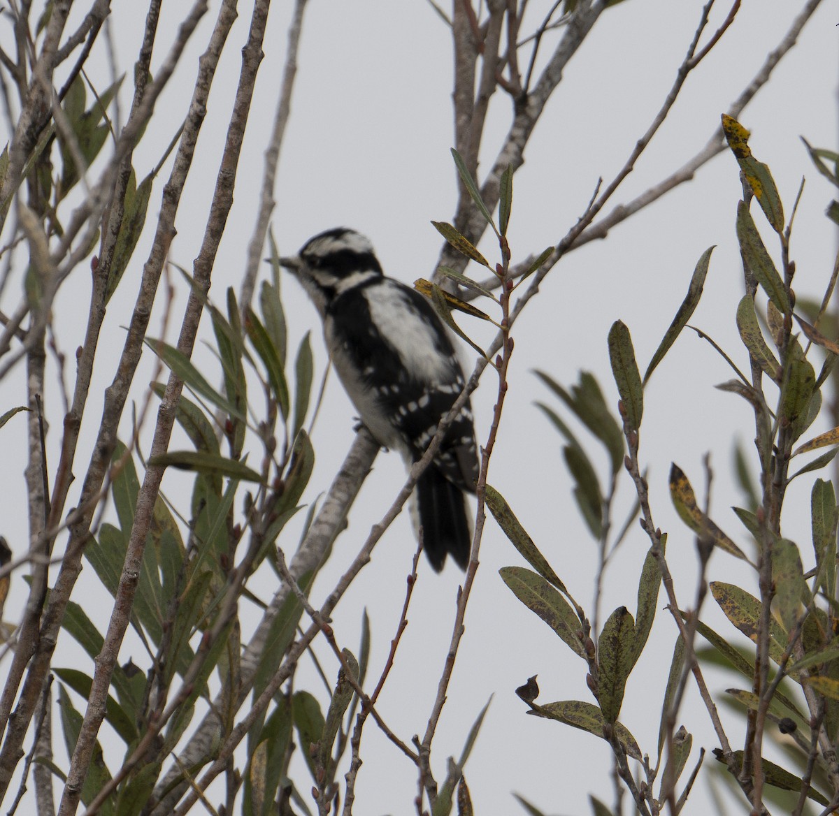 Downy Woodpecker - ML646942107
