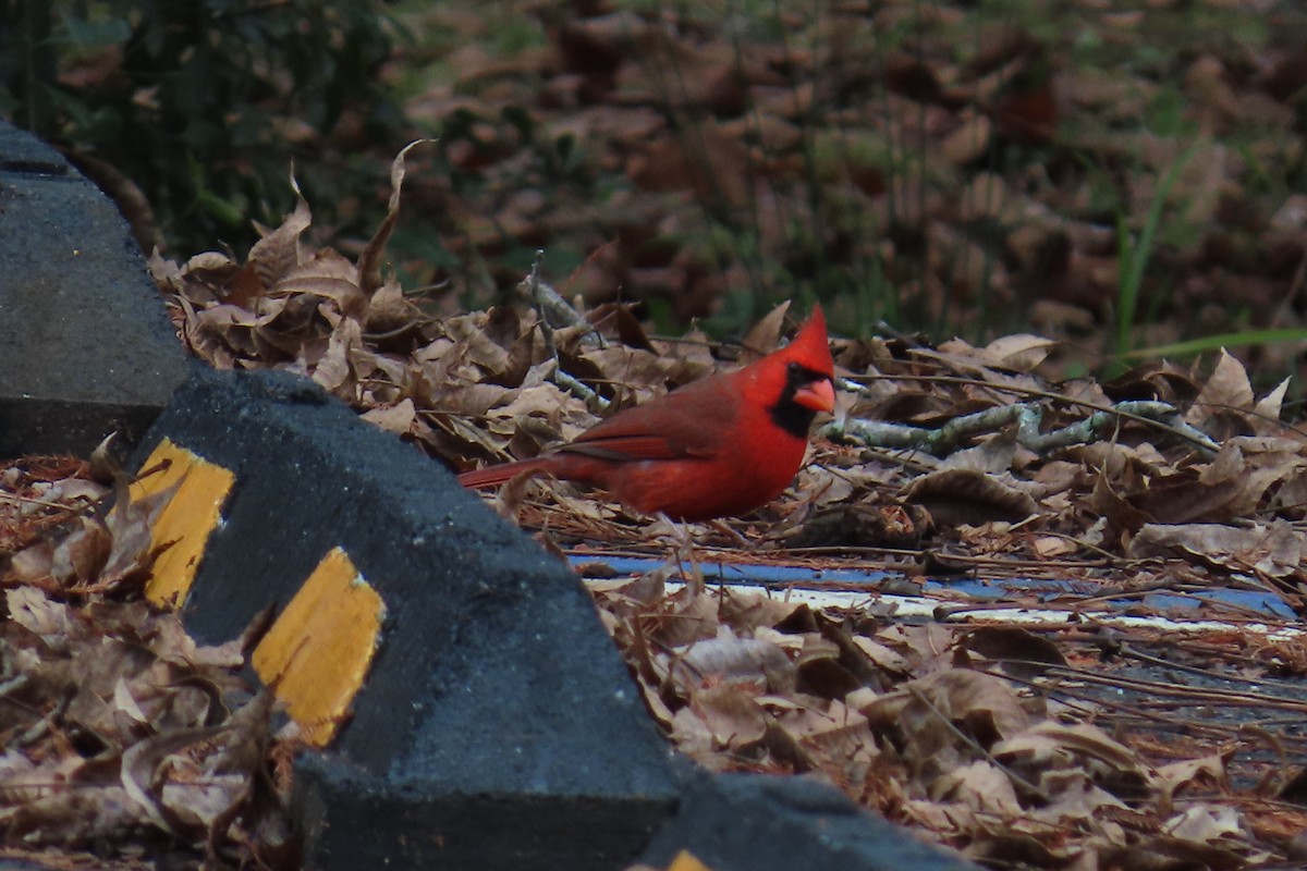 Northern Cardinal - ML646942108