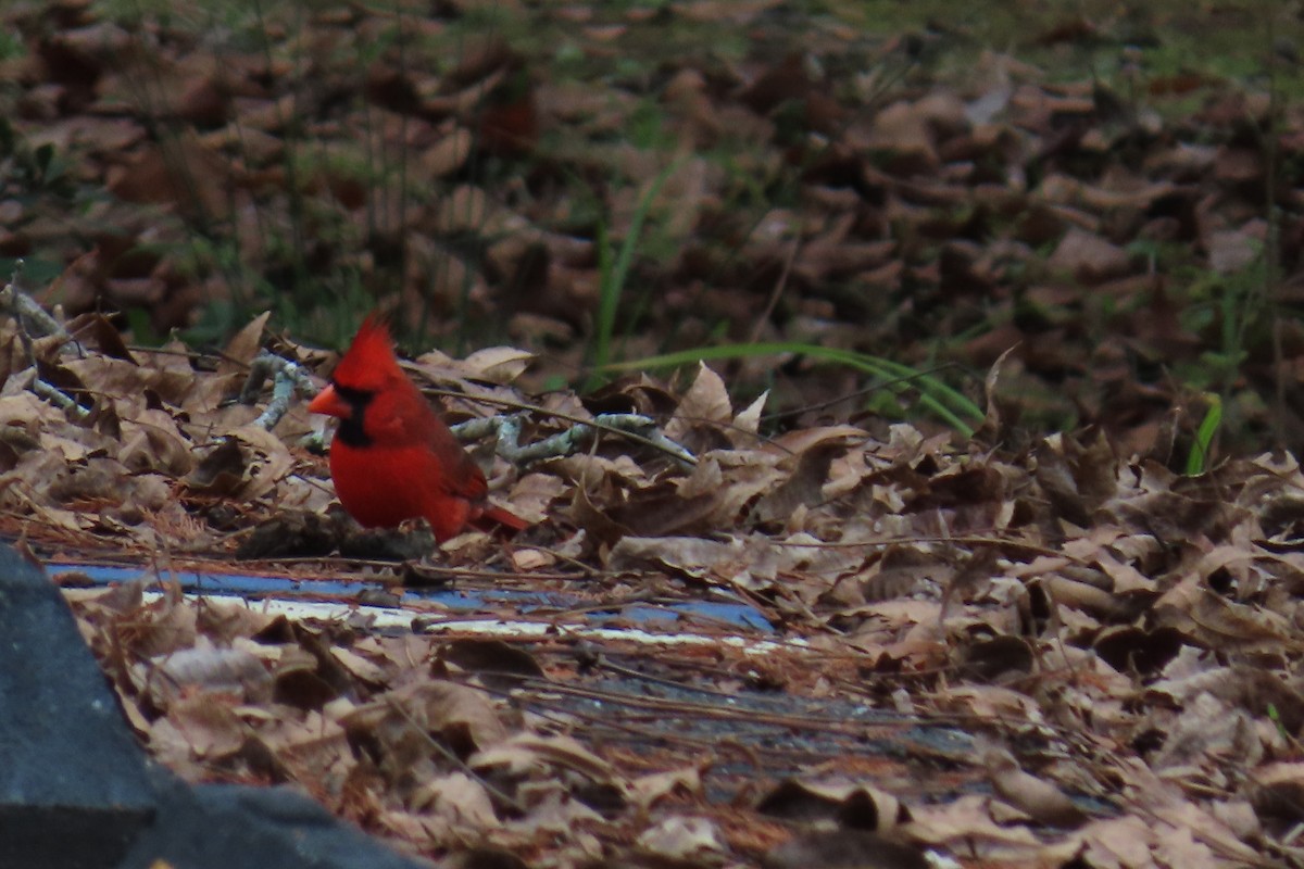 Northern Cardinal - ML646942109