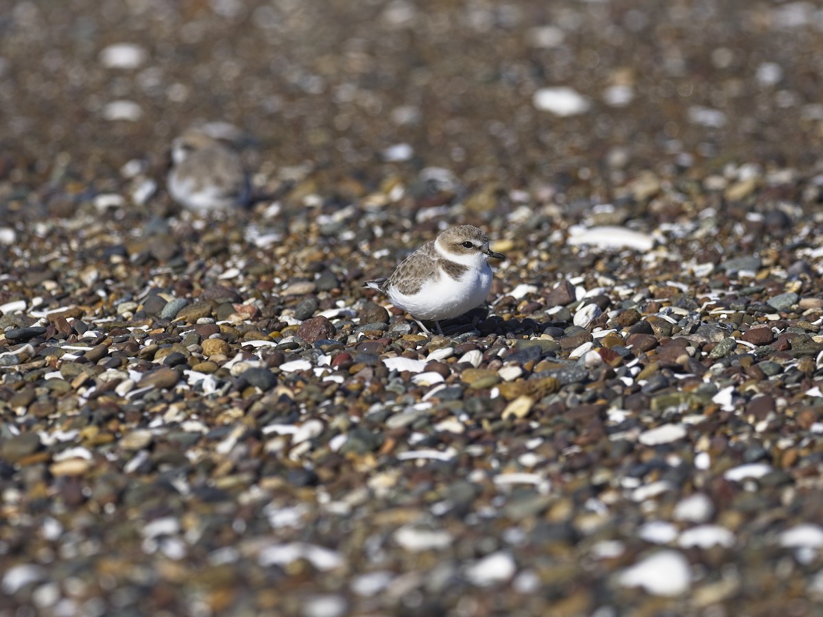 Snowy Plover - ML646942111