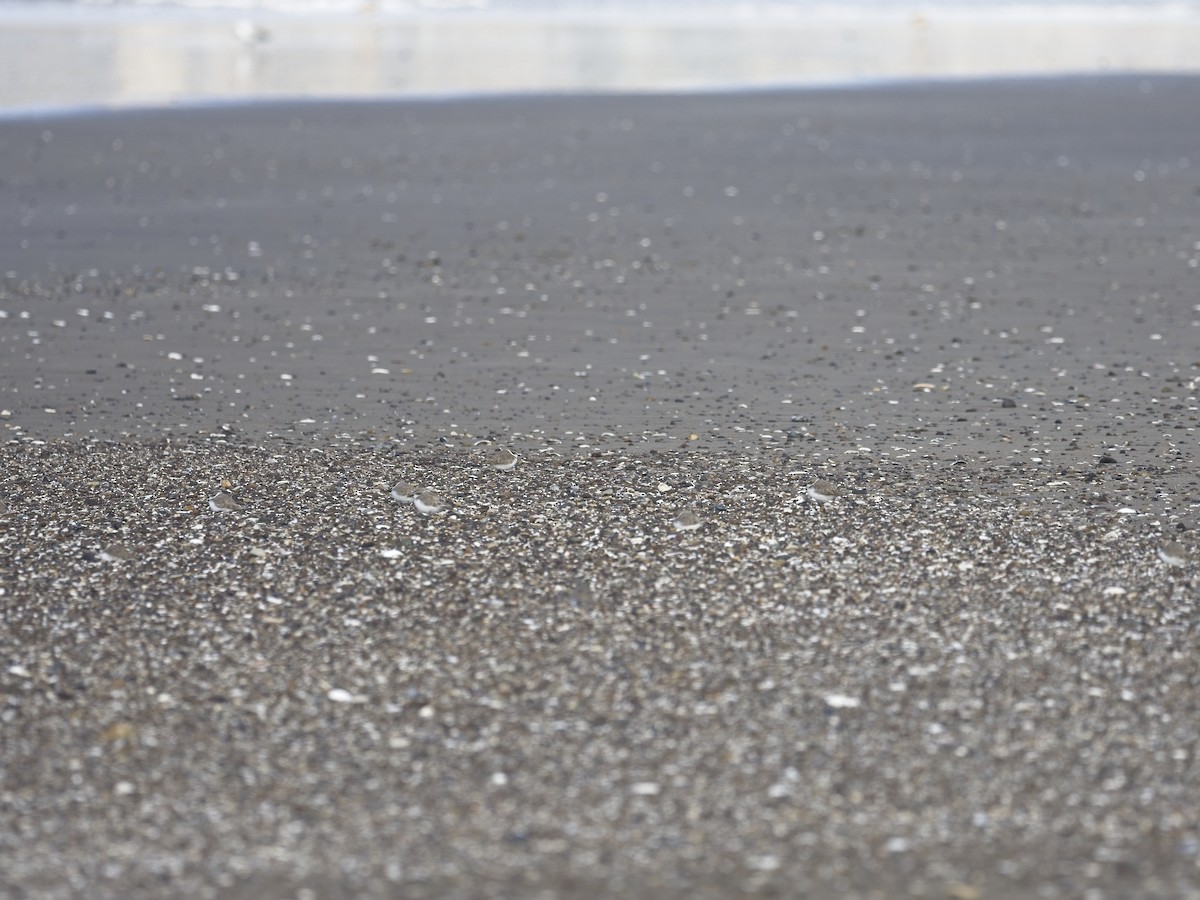 Snowy Plover - ML646942112