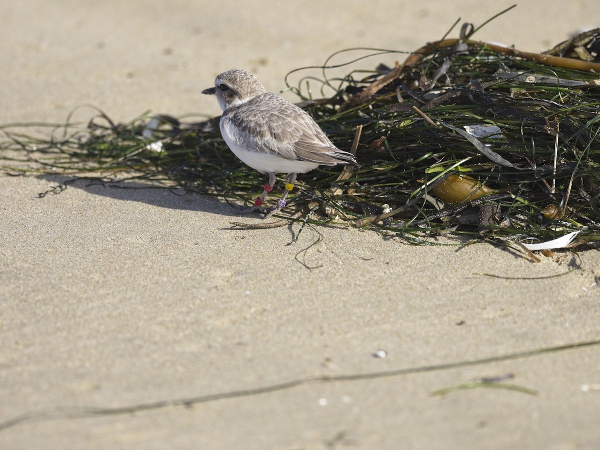 Snowy Plover - ML646942114