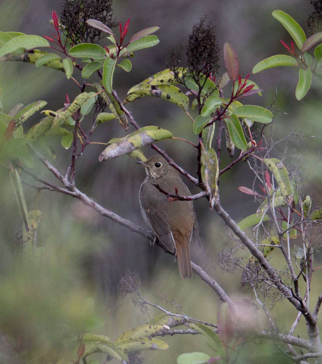 Hermit Thrush - ML646942115