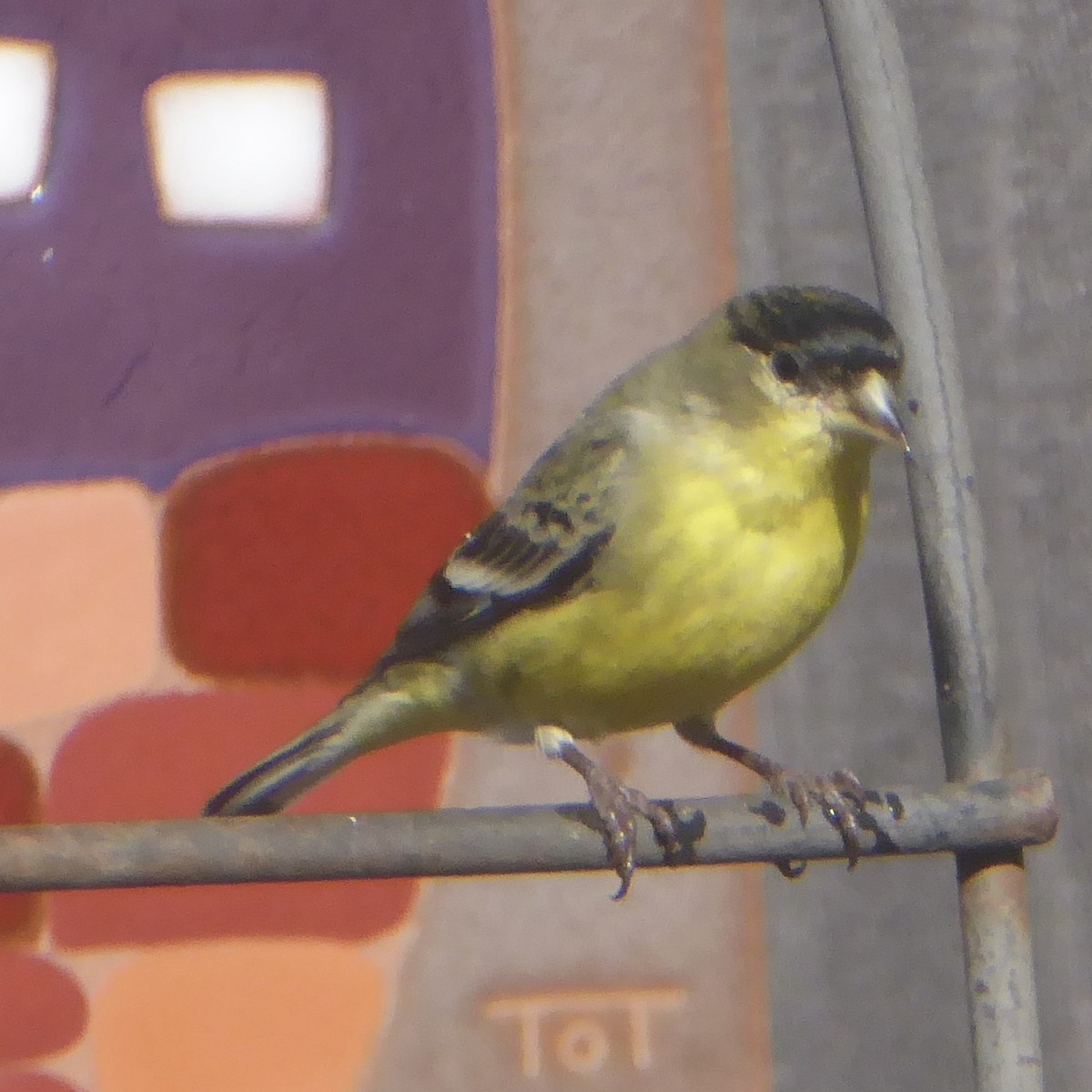 Lesser Goldfinch - ML646942116