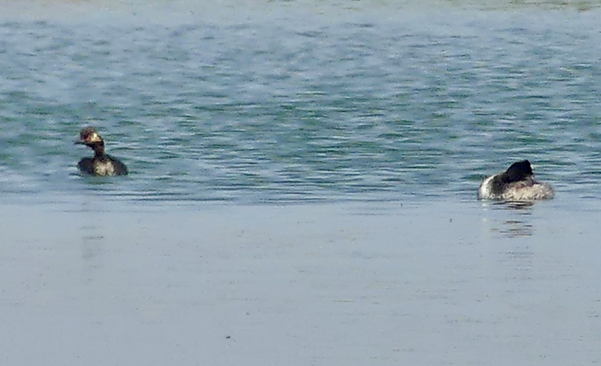 Eared Grebe - ML646942117