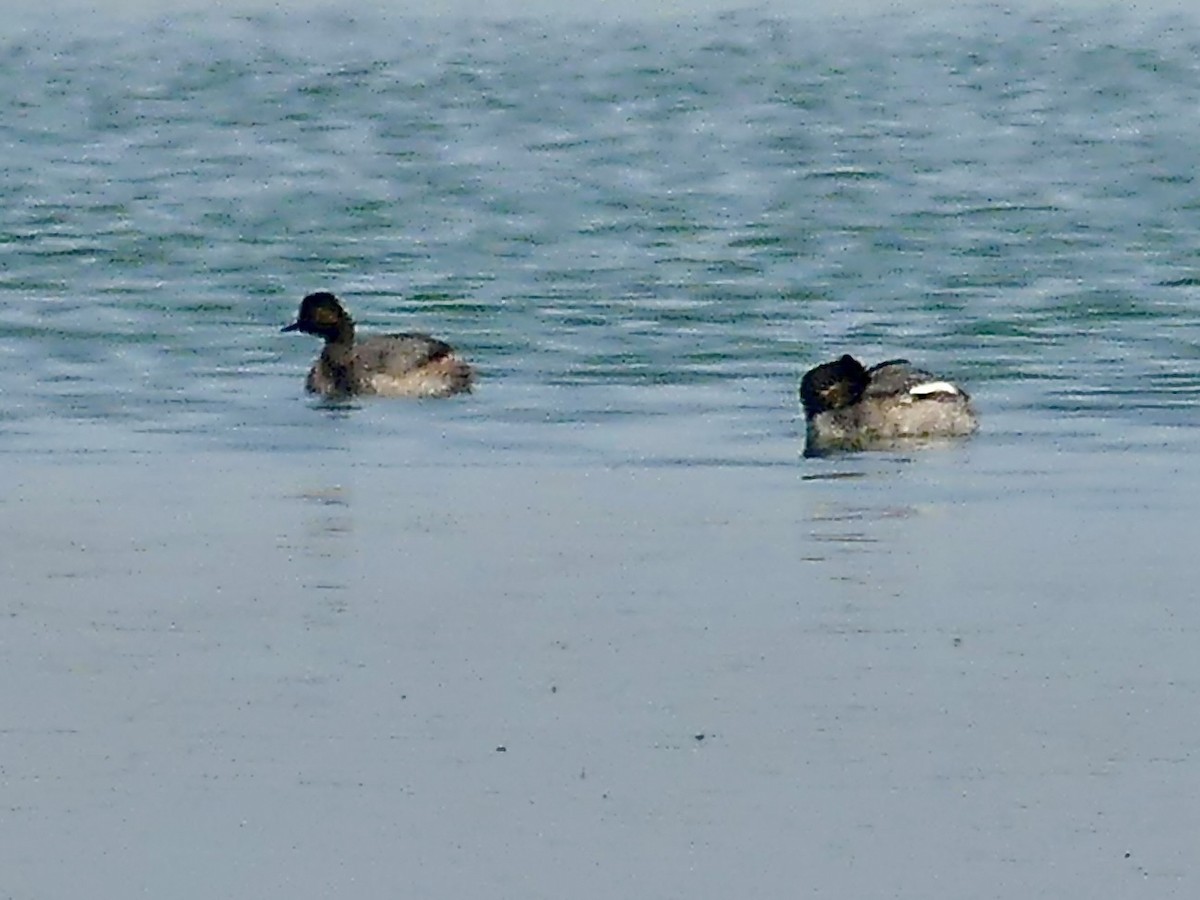 Eared Grebe - ML646942118