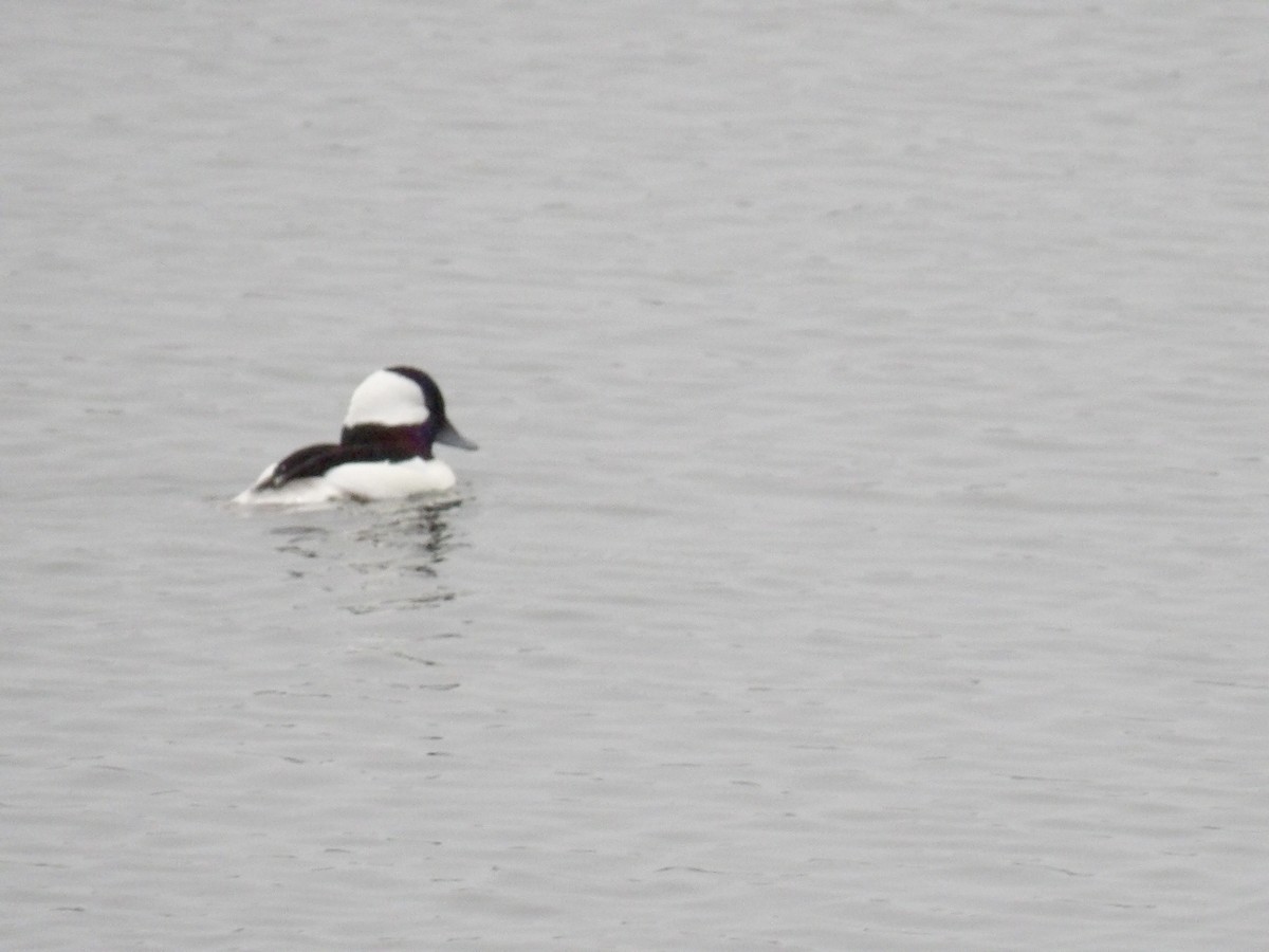 Bufflehead - ML646942119