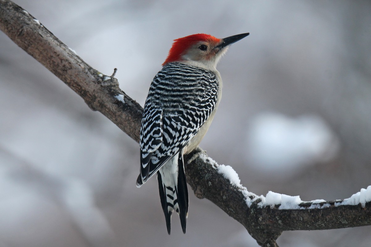 Red-bellied Woodpecker - ML646942120