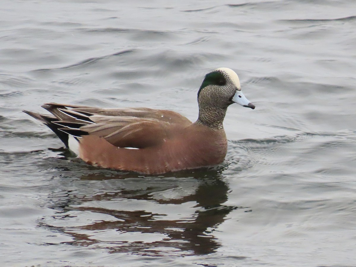 American Wigeon - ML646942126