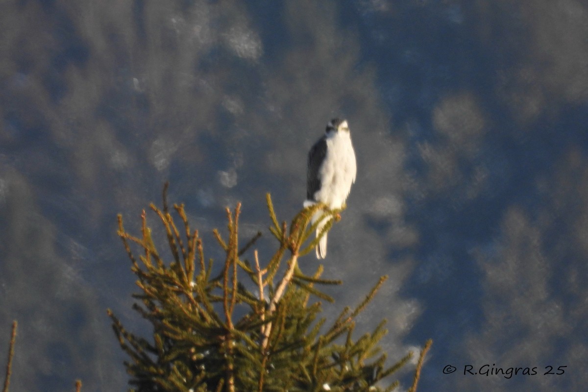American Goshawk - ML646942127