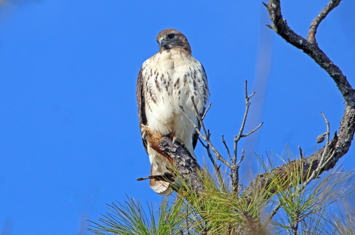 Red-tailed Hawk - ML646942128