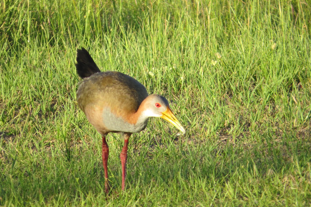 Râle ypécaha - ML646942130