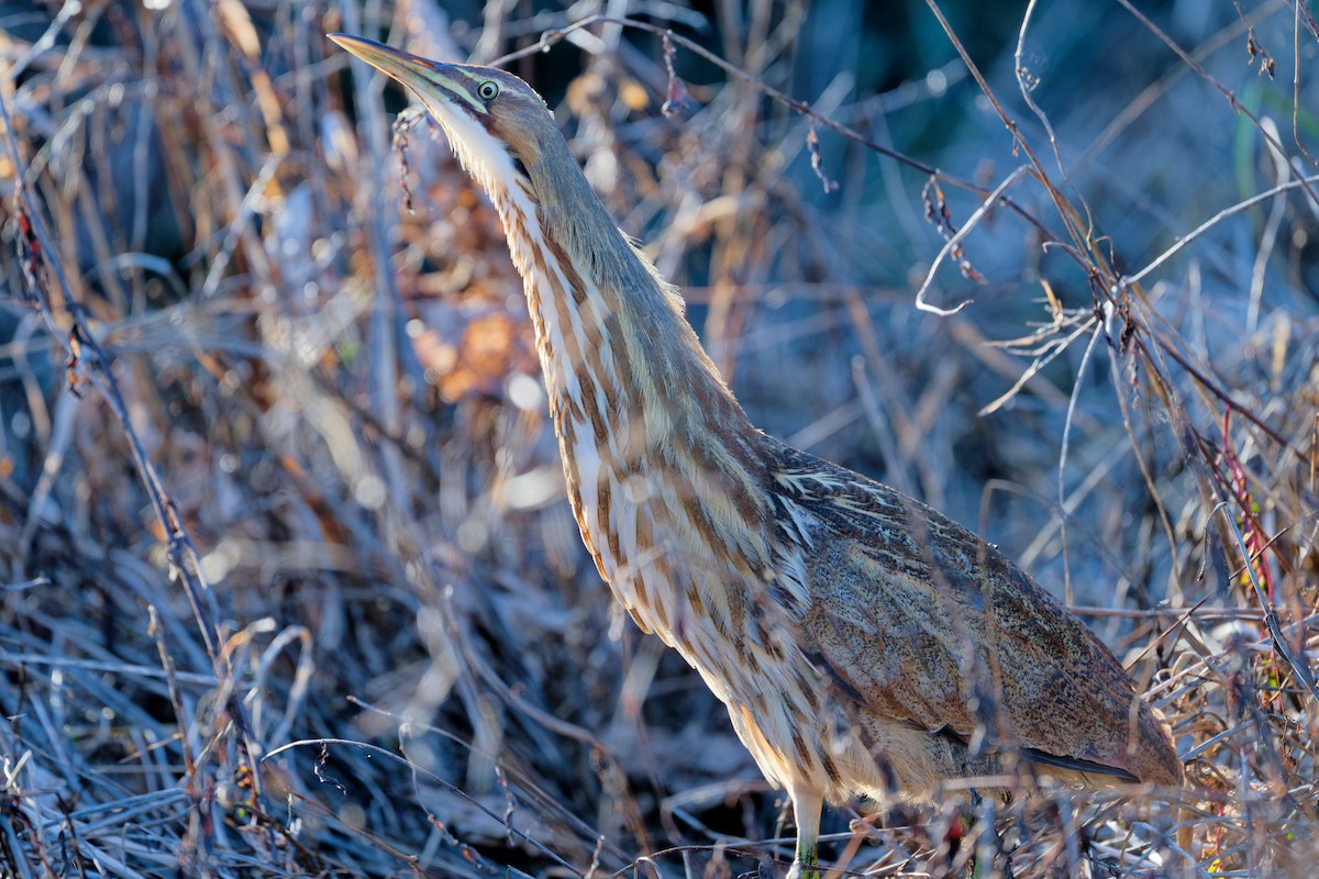 American Bittern - ML646942139