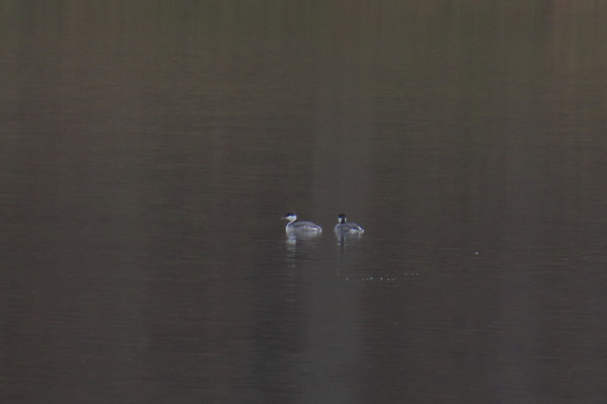 טבלן לבן-לחיים - ML646942140