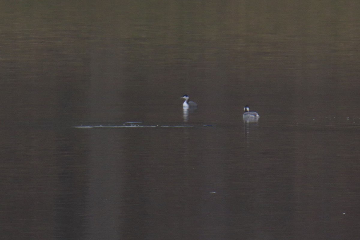 טבלן לבן-לחיים - ML646942141
