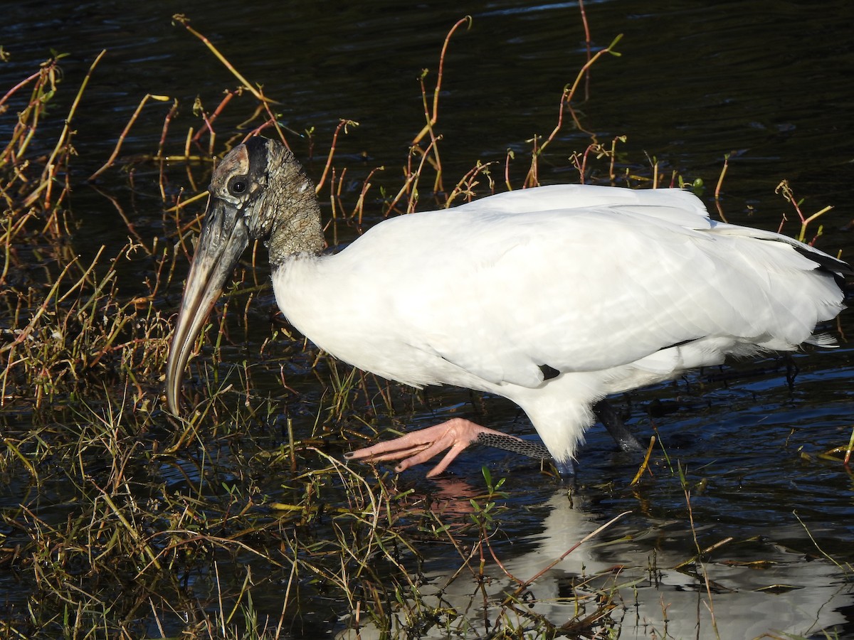 amerikastork - ML646942142