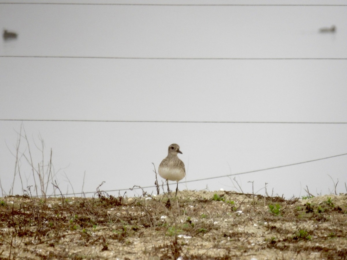 Black-bellied Plover - ML646942144