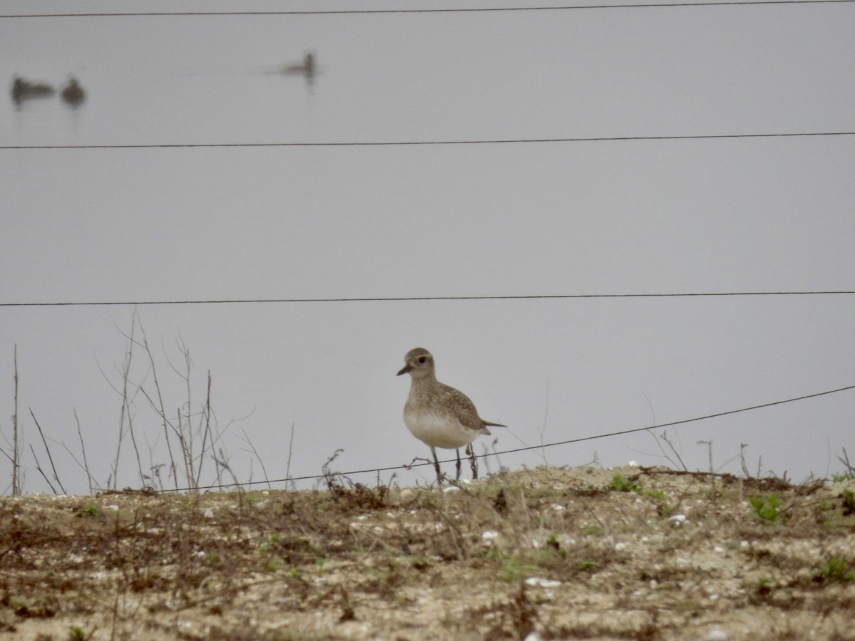 Black-bellied Plover - ML646942145