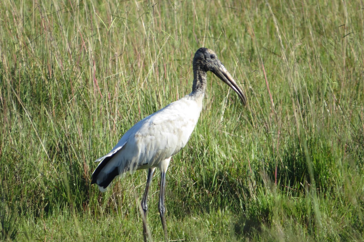 Tantale d'Amérique - ML646942146