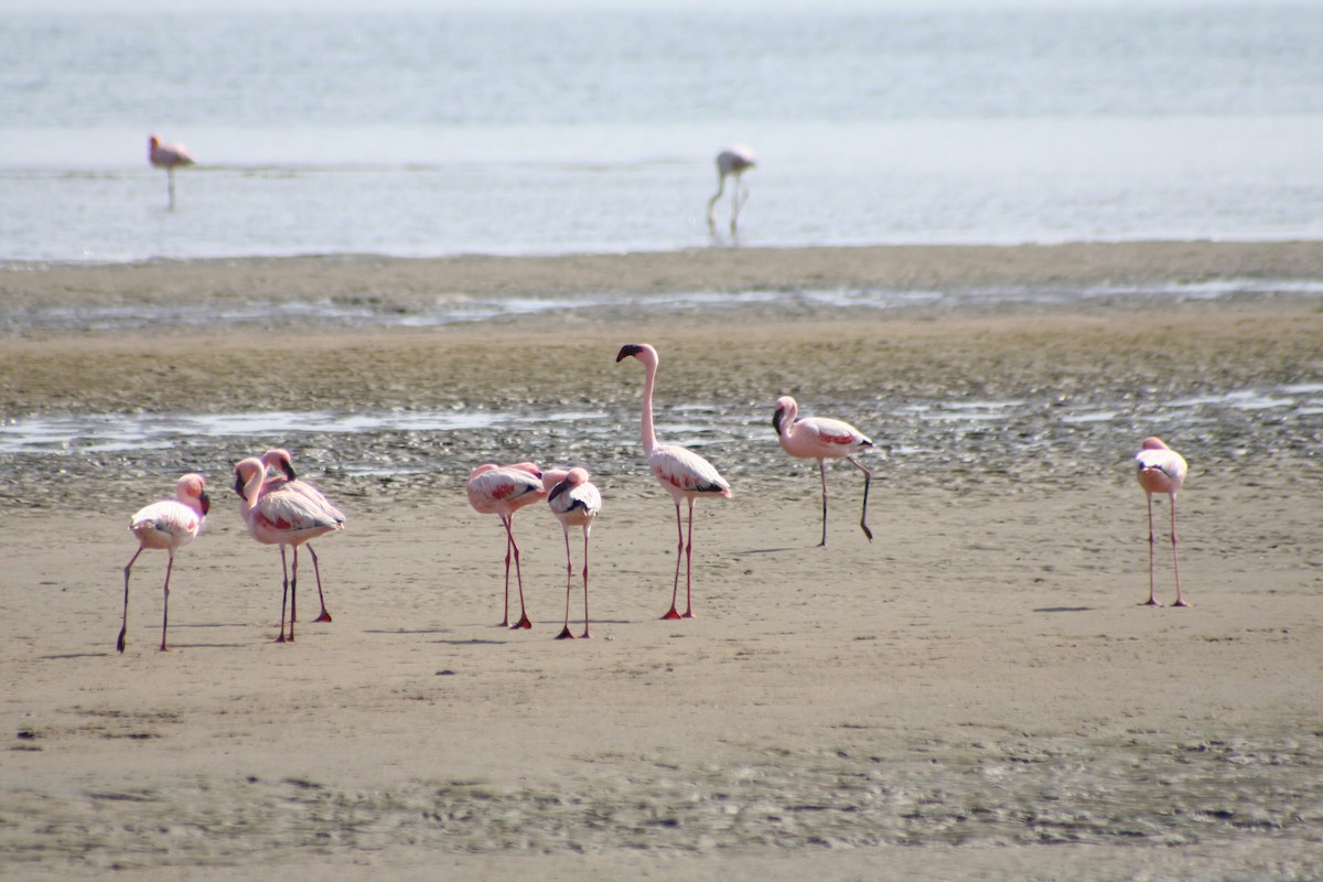 Lesser Flamingo - ML646942149
