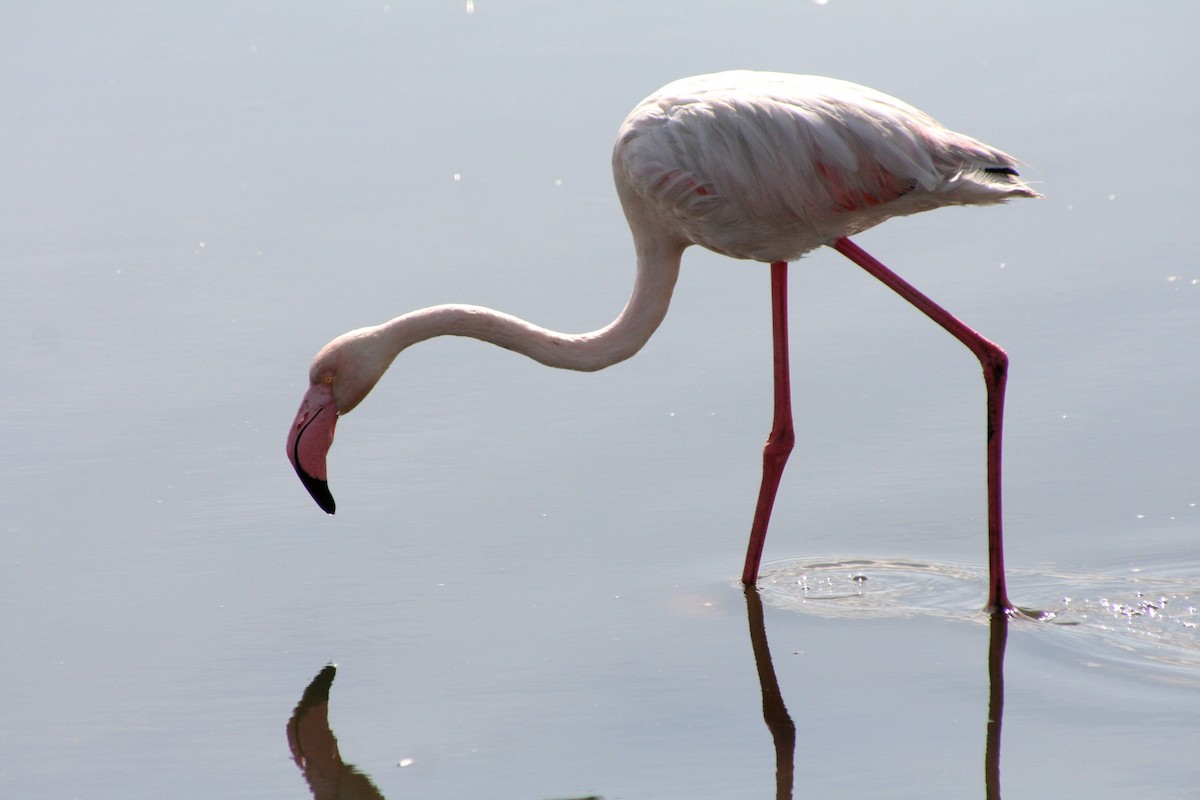 Rosaflamingo - ML646942150