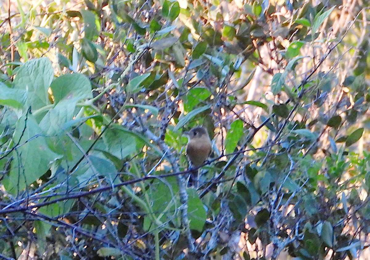 Buff-breasted Flycatcher - ML646942151