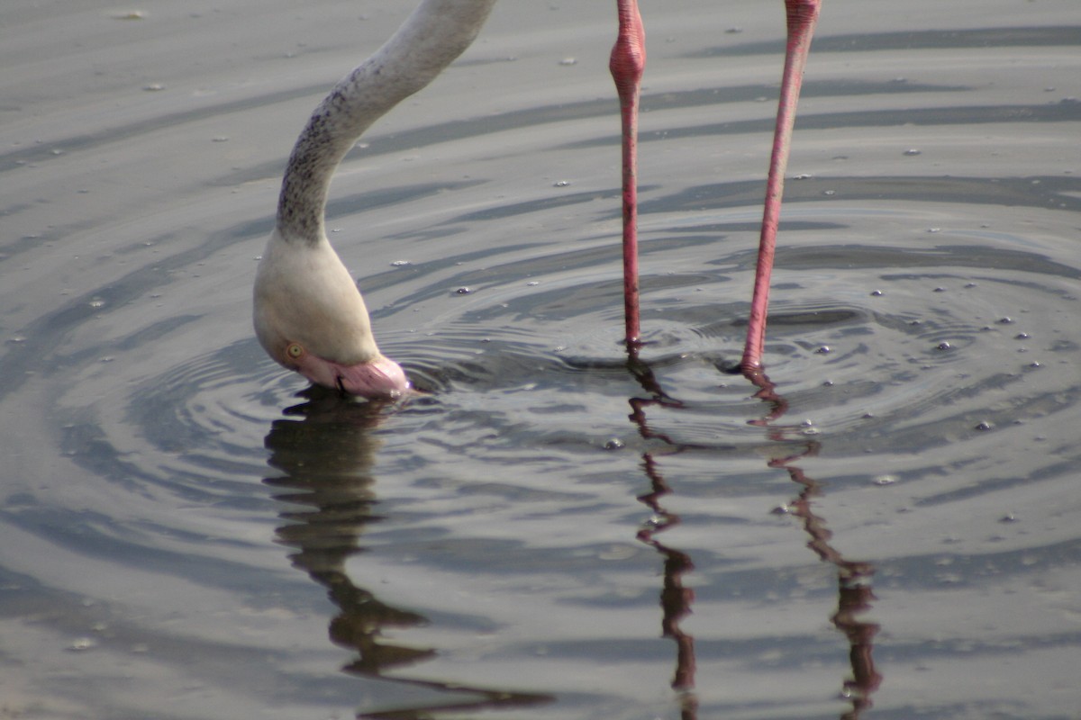 Rosaflamingo - ML646942152