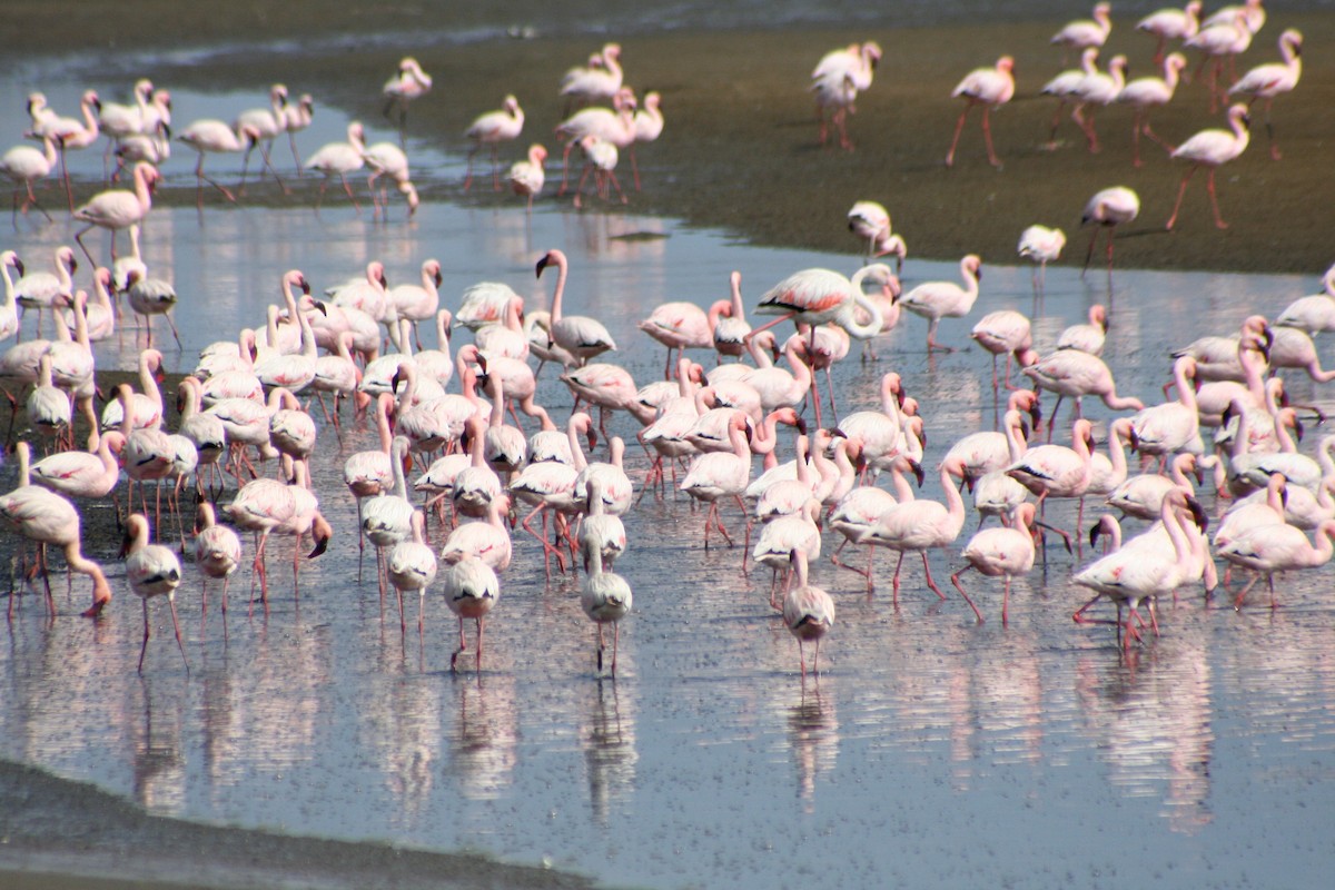 Rosaflamingo - ML646942154