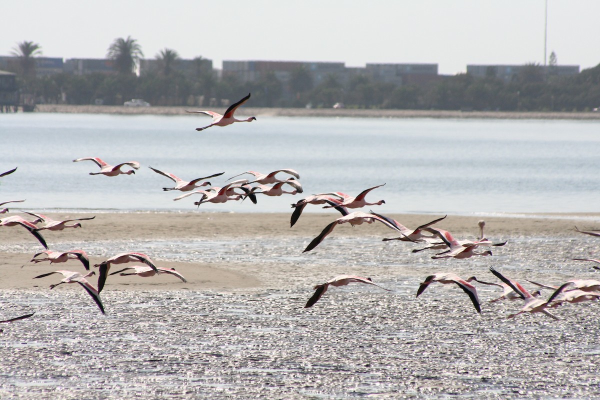 Zwergflamingo - ML646942156