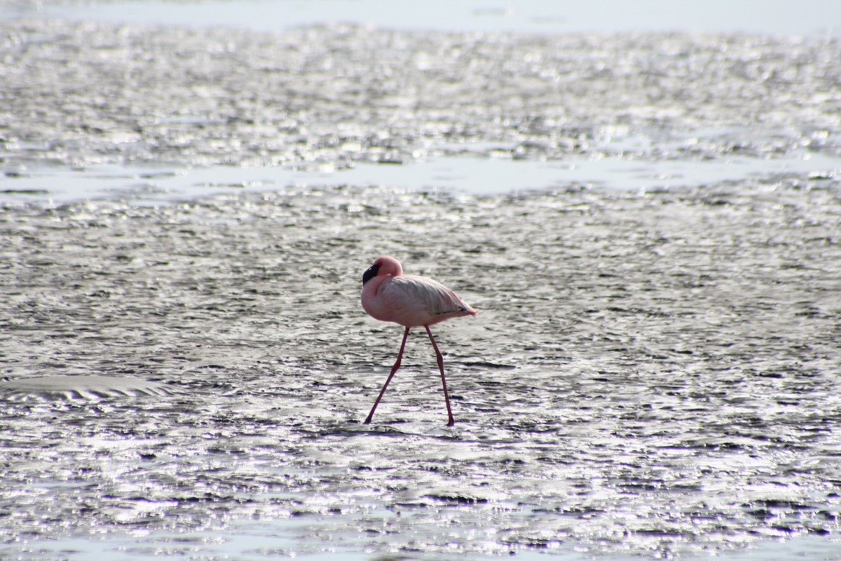 Zwergflamingo - ML646942157