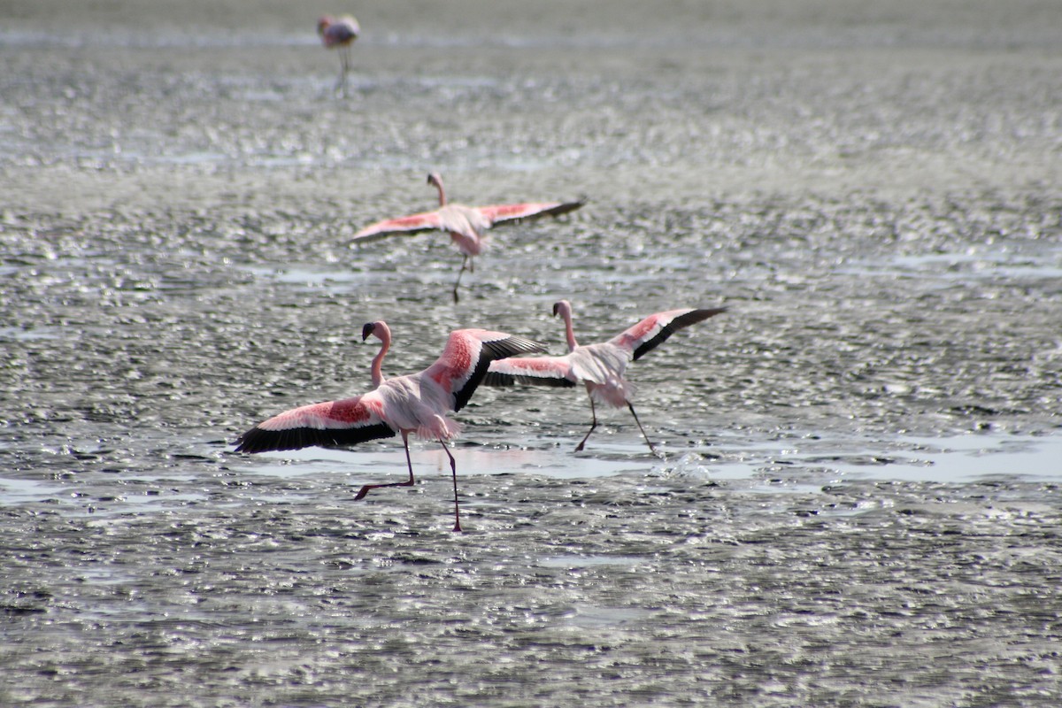 Zwergflamingo - ML646942158